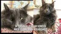 Belarus, kucing bermata juling yang membuat warganet gemas.