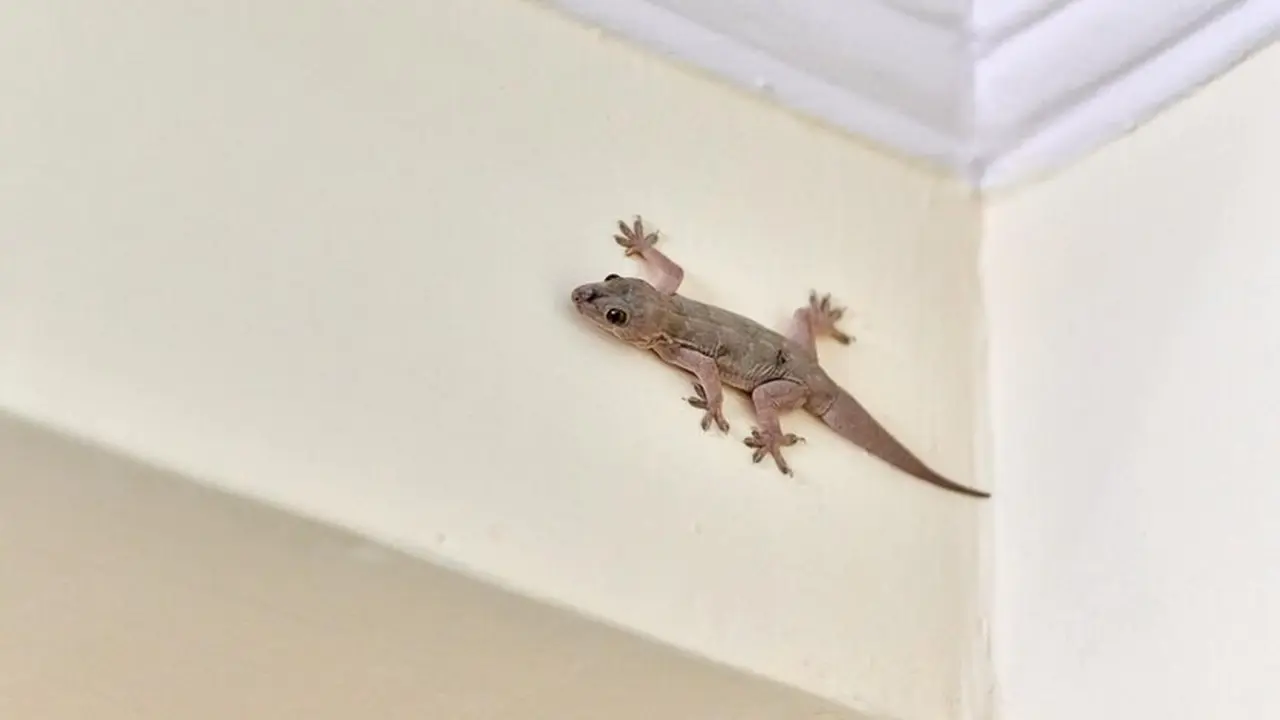 cicak di rumah