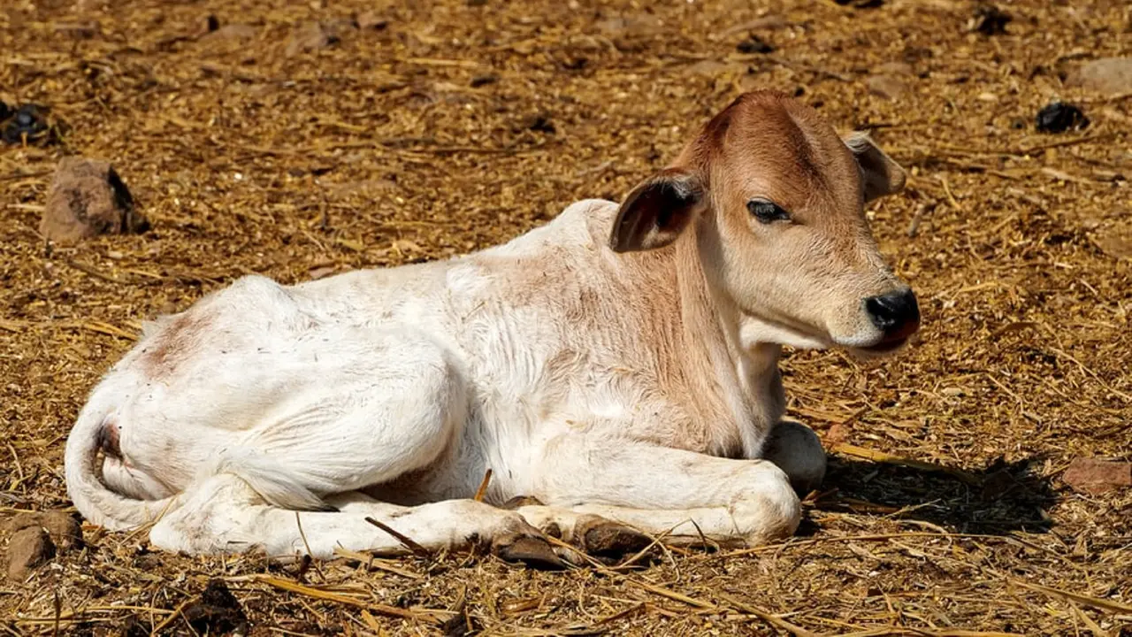 Ilustrasi sapi India