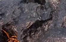 Viral Wanita Rekam Buaya di Pinggir Pantai, Ukurannya Jadi Sorotan Warganet