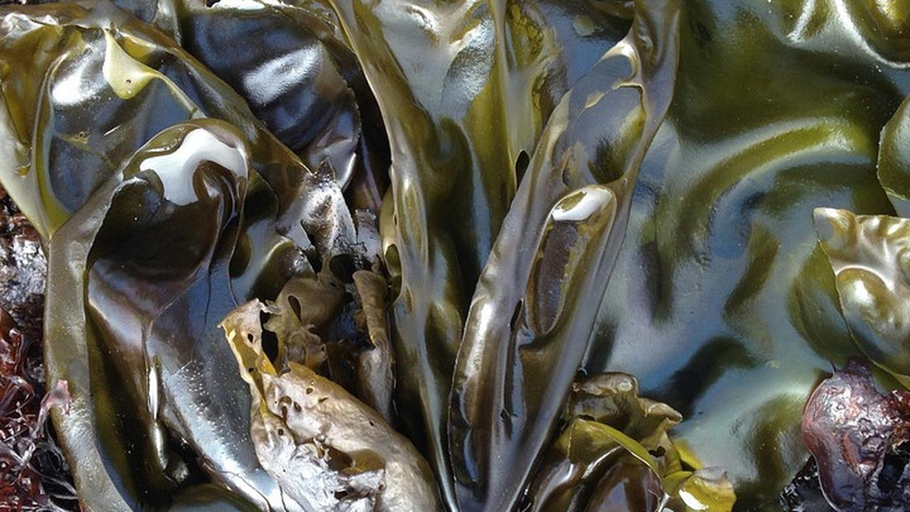 8 Manfaat Rumput Laut Hijiki untuk Kesehatan, Mengontrol Berat Badan hingga Tekanan Darah