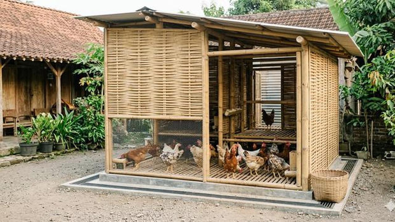 8 Desain Kandang Ayam Sistem Ventilasi Silang Biar Tidak Pengap dan Bau