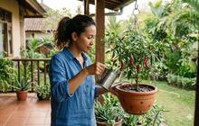 Tips Menanam Cabai Rawit di Lahan Sempit, Kebun Gantung Bisa Hasilkan Panen Melimpah