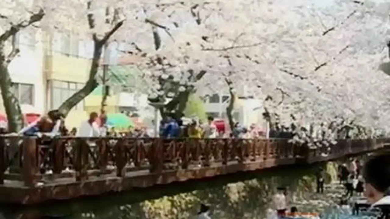 Destinasi: Pesona Bunga Sakura di Negeri Ginseng
