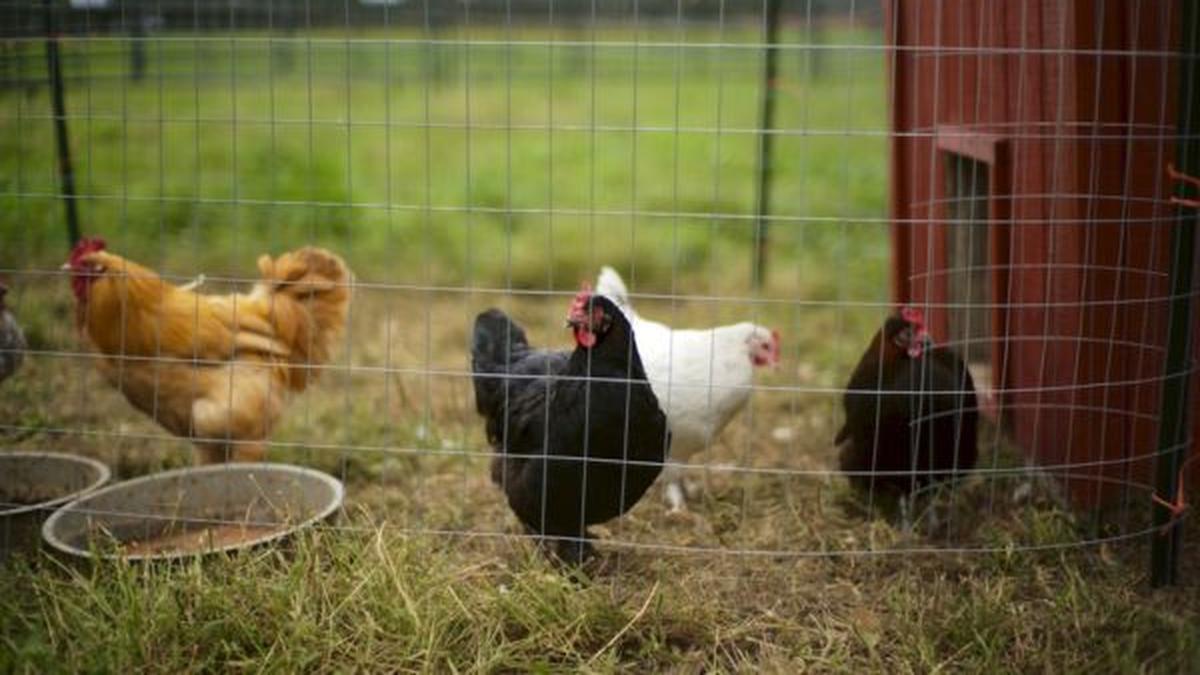 5 Rahasia Kandang Ayam Tidak Bau, Solusi Praktis untuk Ternak Rumahan