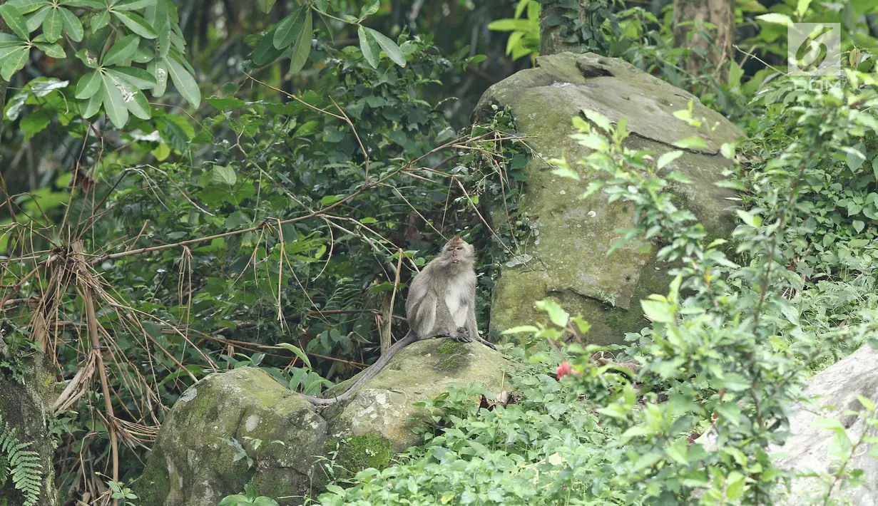 Seekor monyet terlihat di tempat wisata Gunung Parang di Kabupaten Purwakarta, Jawa Barat, Minggu (17/12). (Liputan6.com/Herman Zakharia)