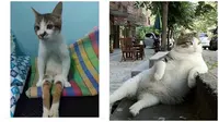 Pose kucing saat duduk (Sumber: Instagram/dramaojol.id/Brightside)