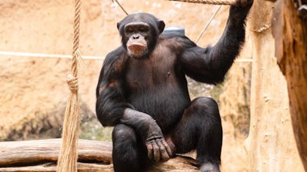 China Kembangkan Komputer 'Wukong' dengan Kemampuan Mirip Otak Kera, Intip Kehebatannya