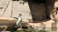 Lucunya Bayi Penguin Saat Berenang Perdana