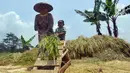 Sedangkan beras di gudang Bulog dengan derajat sosoh 95 persen, kadar air 14 persen, butir patah 20 persen, butir menir maksimum 2 persen, harganya Rp 9.950 per kilogram. (merdeka.com/Arie Basuki)