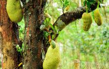 Apakah Buah Nangka Aman Bagi yang Punya Kolesterol Tinggi? Simak Penjelasannya