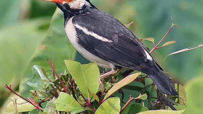 3 Jenis Burung Jalak Suren Dan Ciri Uniknya Pecinta Kicau Wajib Tahu Hot Liputan6 Com