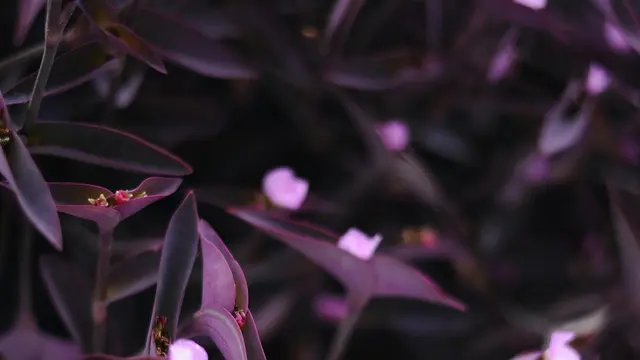 Tradescantia pallida, Tanaman Pagar Ungu yang Rimbun dan Modern