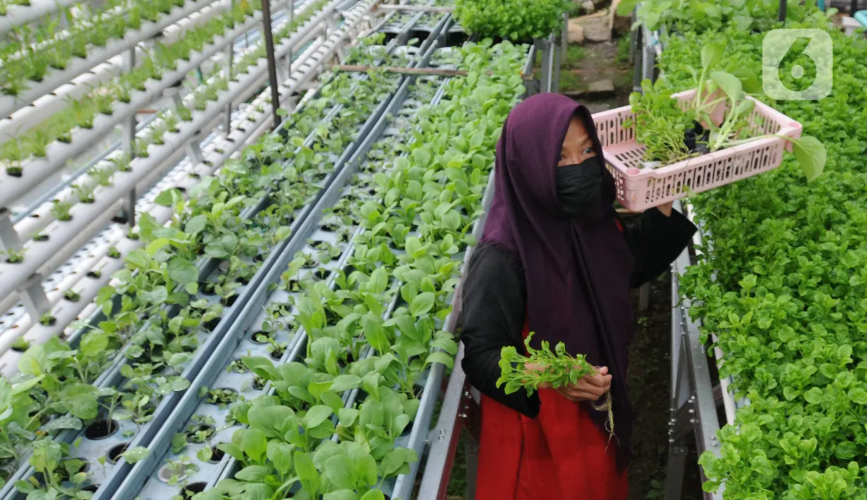 Warga kelompok tani Komplek AL Gandaria memanen sayuran di kebun Hidroponik di Radio Dalem, Jakarta, Senin (14/2/2022). Kebun yang dikelola mandiri warga ditanami sayuran kangkung, bayam brazil, seledri dan sawi ijo dengan rata-rata pendapatan sekitar Rp5 juta per bulan. (merdeka.com/Arie Basuki)