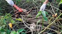 Penemuan jasad yang sudah menjadi tengkorak membuat geger warga Desa Bulungcangkring, Kecamatan Jekulo, Kudus. (Liputan6.com/ Ahmad Adirin)