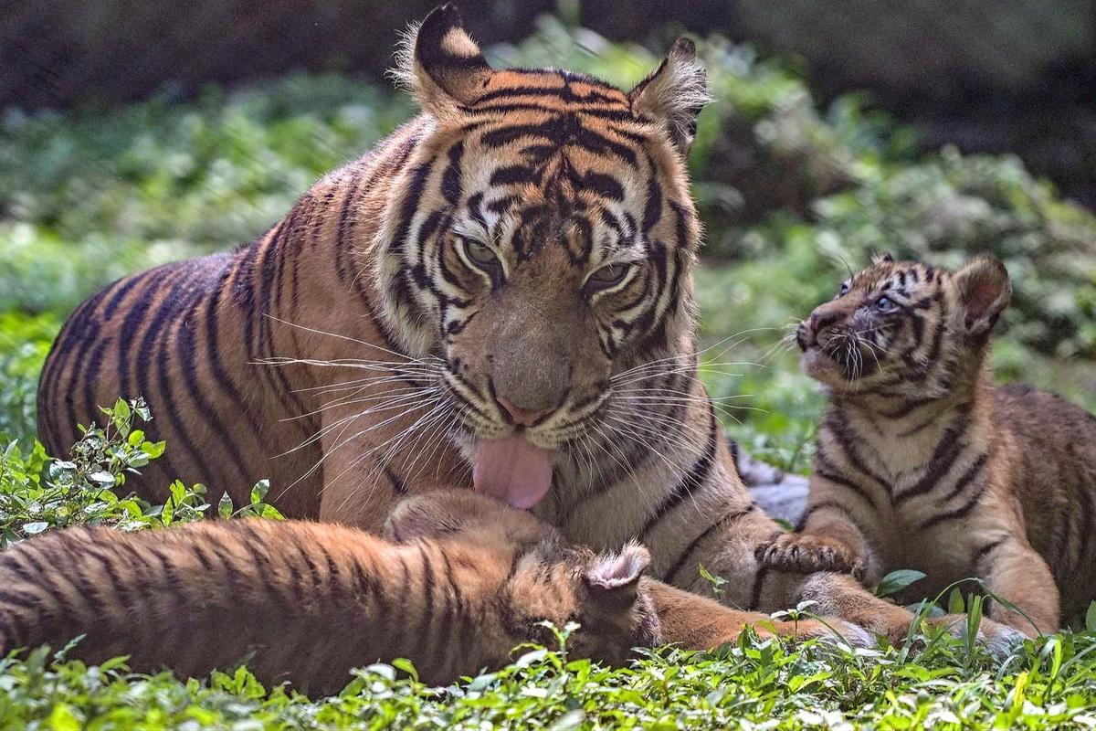 FOTO: Tingkah Menggemaskan Empat Anak Harimau Sumatra di Taman Safari Prigen