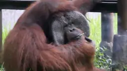 Orangutan bernama Ozon mengisap rokok di dalam kandangnya di Kebun Binatang Bandung, 4 Maret 2018. Sejumlah media internasional menyoroti kondisi bonbin Bandung setelah video aksi orangutan merokok itu viral. (Handout/Indonesia Animal Welfare Society/AFP)