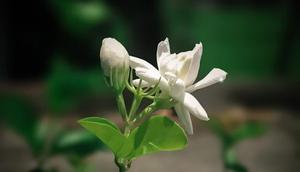 Ilustrasi Bunga Melati (Photo by MD. Mehedi Hassan Sharif on Unsplash)