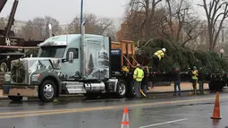 Pekerja bersiap untuk mendirikan pohon Natal raksasa di bagian barat Gedung Capitol AS di Washington, Senin (26/11). Pohon Natal setinggi 24 meter itu diambil dari Hutan Nasional Willamette di Oregon. (Mark Wilson/Getty Images/AFP)