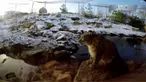 Di luar kebiasaan, macan tutul ini tinggal di musim salju.