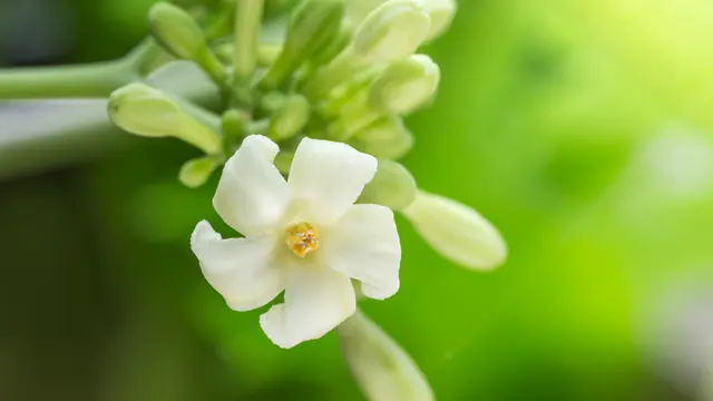 Bunga pepaya yang menyehatkan (iStock)