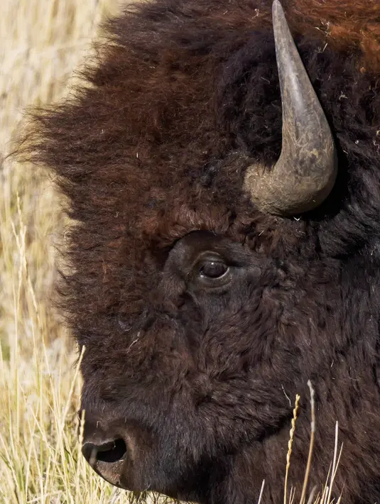 Seekor Bison berjalan di Pulau Antelope, Utah, Amerika Serikat, 25 Oktober 2022. (AP Photo/Rick Bowmer)