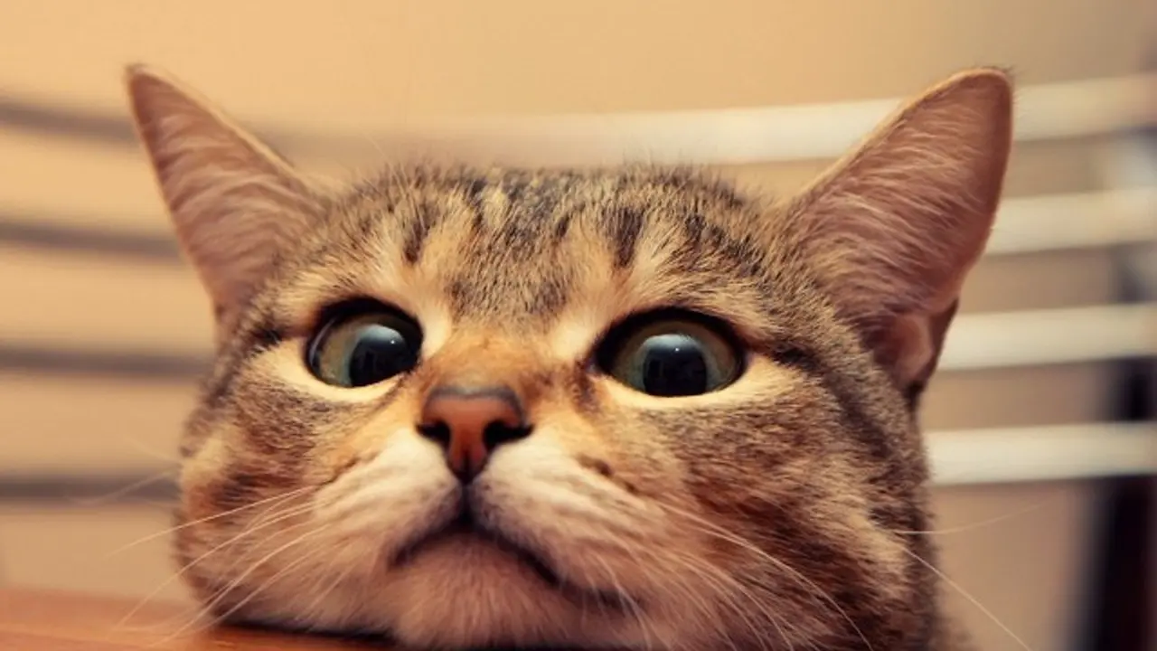 Pelihara kucing peliharaan