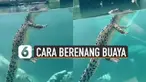 Ternyata begini jika buaya berenang dilihat dari kaca aquarium.