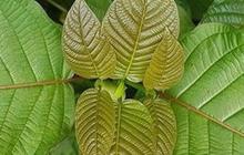 Efek Samping Daun Kratom untuk Kesehatan, Perlu Diwaspadai