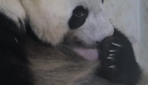 Proses kelahiran bayi panda Rio oleh induk Hu Chun di Taman Safari Indonesia, Bogor. (dok. Biro Humas Kemenhut)