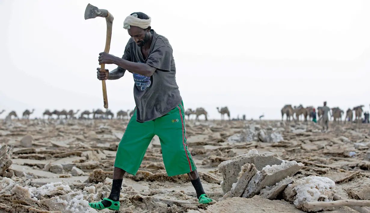 Seorang pria mencangkul di tambang garam di Danakil Depression, Afar, Ethiopia (28/3). Penduduk Ethiopia banyak yang menggantungkan hidup mereka sebagai penambang garam. (AFP Photo/Zacharias Abubeker)