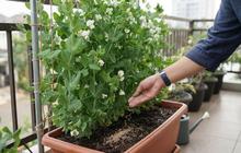 Cara Menanam Kacang Kapri di Pekarangan dengan Ajir Bertingkat, Hemat Lahan dan Mudah Dirawat