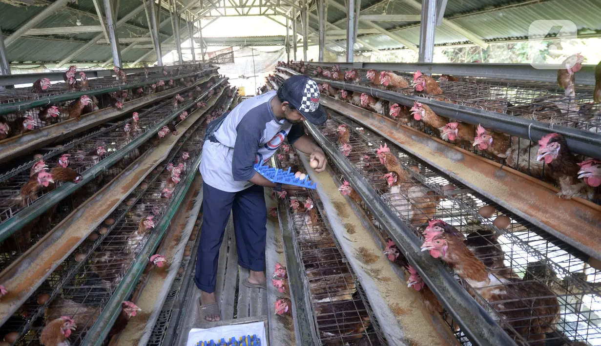 Peternak ayam petelur Madsai (41) mengambil telur yang siap dikirim ke pasar di Desa Pengasinan, Gunung Sindur, Kabupaten Bogor, Jawa Barat, Selasa (6/10/2020). Harga telur eceran sempat mencapai Rp 24 ribu per kilogram, sekarang turun Rp 18,500 per kilogram. (merdeka.com/Dwi Narwoko)