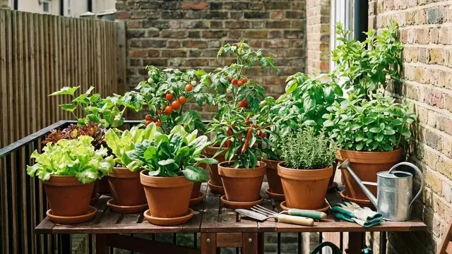 Model Kebun Sayur Rumah Urban Farming