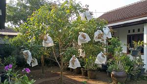 Bahan Berongsong Kelengkeng Paling Bagus Pakai Kertas Semen atau Plastik? (Foto: AI)