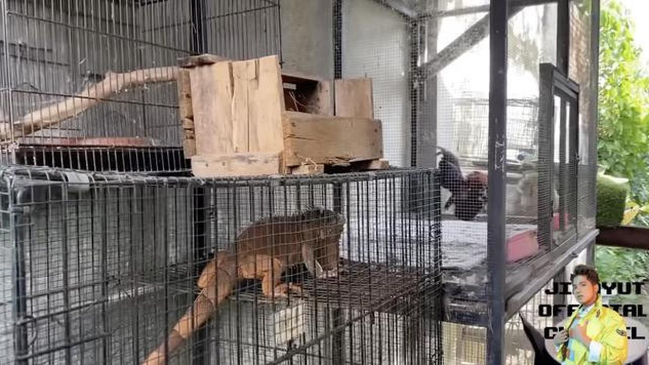 Potret Halaman Belakang Rumah Soimah di Jogja/Youtube/Jirayut Official Channel