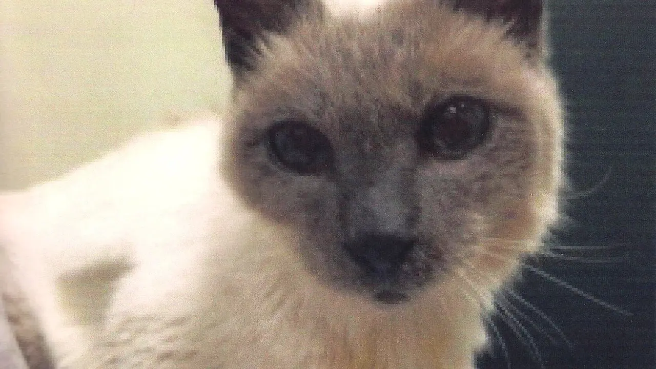 Kenalan Yuk Sama Scooter Si Kucing Tertua di Dunia