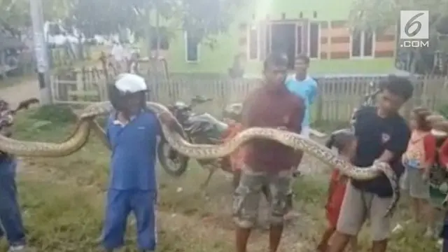 Warga Simboro, Mamuju, Sulawesi Barat, digemparkan oleh penemuan ular piton sepanjang 7 meter saat hendak memangsa kambing.