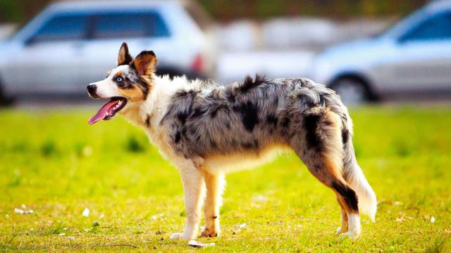 Australian Shepherd