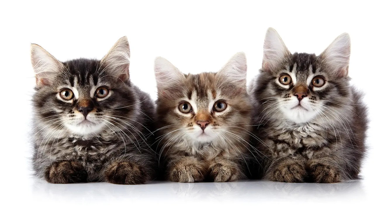 Bella-Sofie Jadi Nama Paling Populer Sedunia ... untuk Kucing