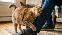 Tanda Kucing Menganggap Anda Induknya, Bukan Sekadar Pemberi Makan