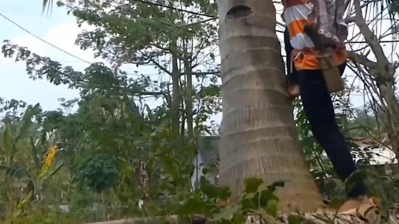 Istri Syarif yang membantu ekonomi dengan menjadi pemetik kelapa