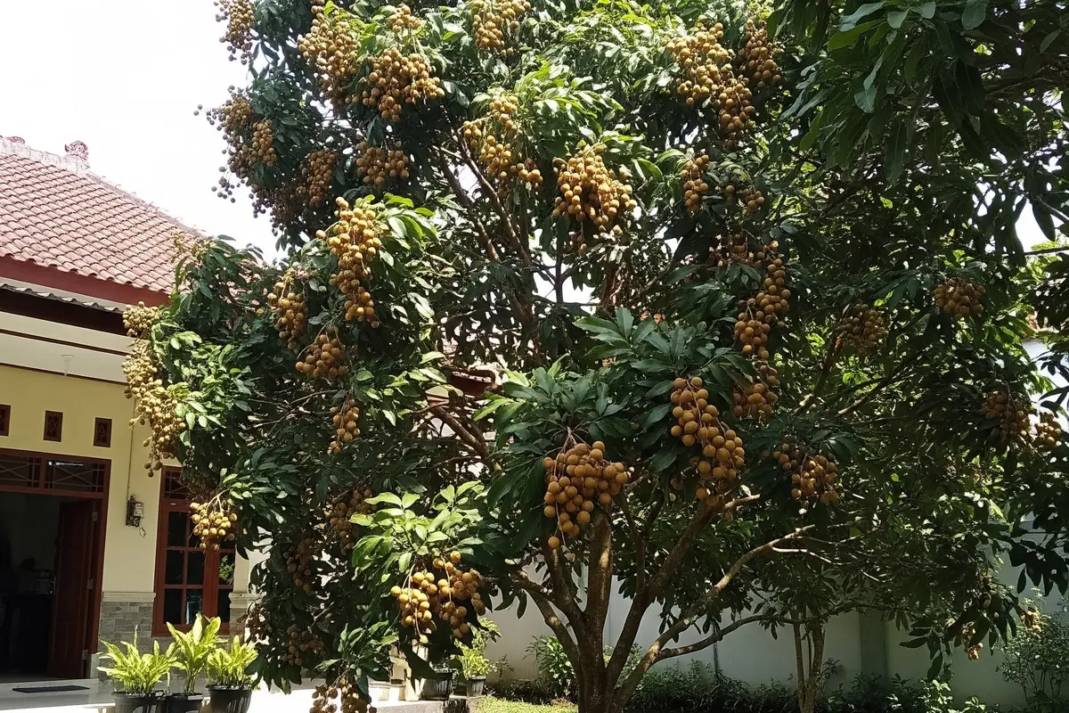 Pohon Kelengkeng yang Berbuah Lebat di Halaman Rumah (Gemini AI)