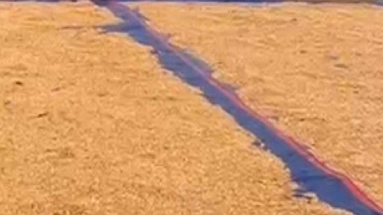 Bulog Kucurkan Dana Besar, Beli Jagung Petani di Tanah Papua Capai Puluhan Ribu Ton
