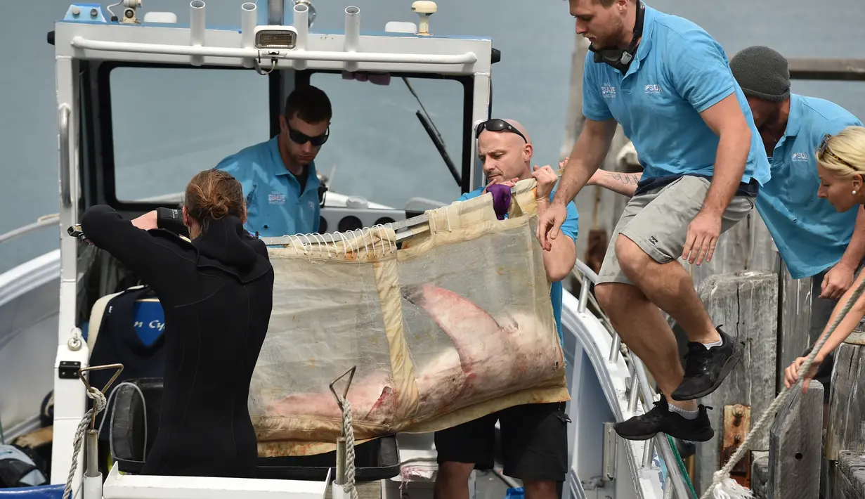 Staf dari Manly Sea Life Sanctuary membawa seekor hiu putih kecil sepanjang 1,5 meter menuju sebuah kapal di Sydney (12/9). Hiu putih tersebut ditemukan terdampar di pantai Sydney pada tanggal 11 September. (AFP Photo/Peter Parks)