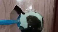 Geger Monyet Galak Masuk Rumah Warga di Sukabumi