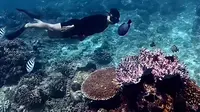 Snorkeling di Padangbai Bali Bisa Ketemu Penyu hingga Nemo, Bujetnya Mulai Rp150 Ribu