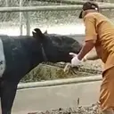 Detik-Detik Evakuasi Tapir Betina Terjebak di Parit Kebun Sawit