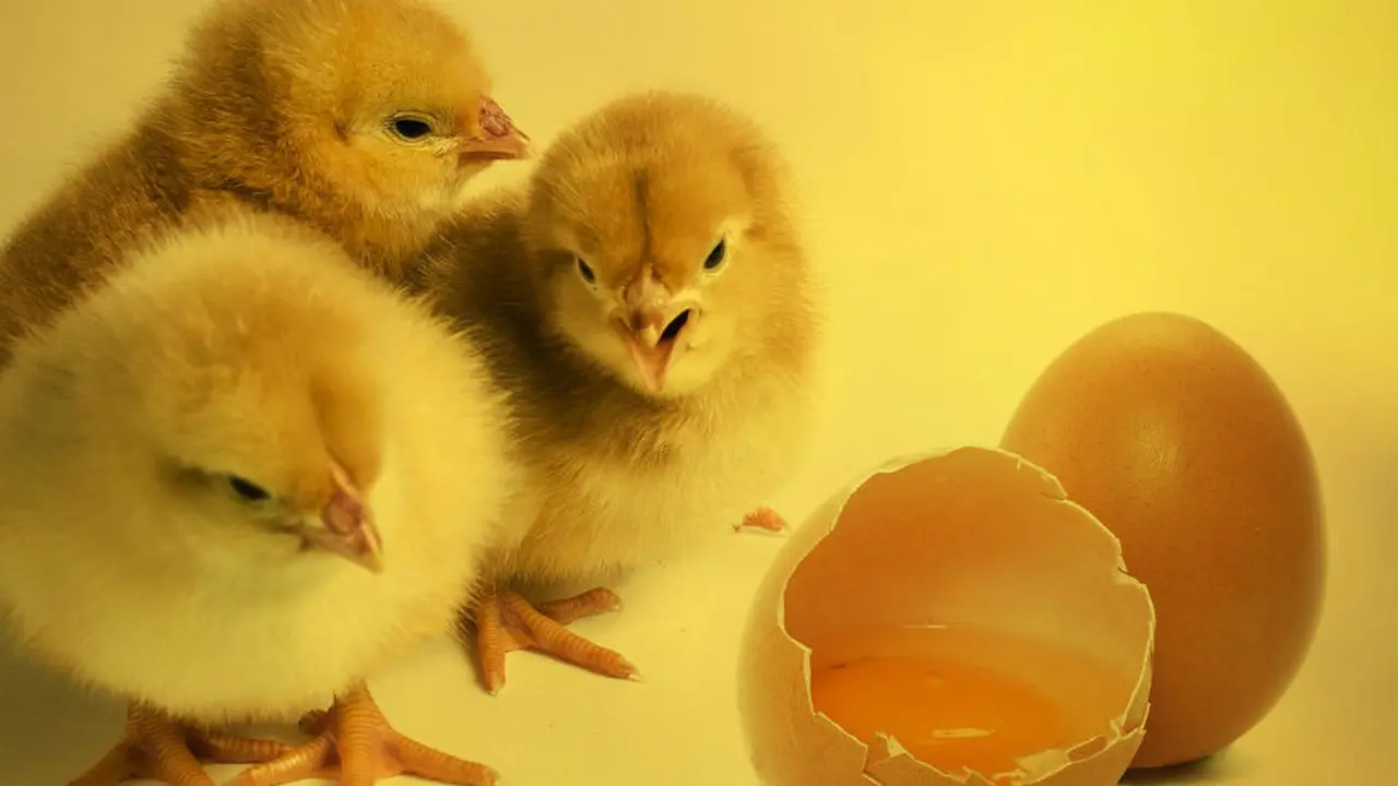anak ayam