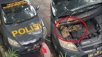 Viral evakuasi ular sanca dari kap mobil polisi (Sumber: TikTok/ajidifa)